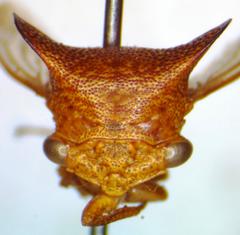 Hyphinoe vulpecula