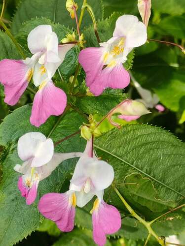 Kashmir Balsam