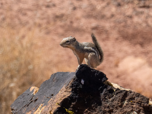 Texas Antelope Squirrel observed by toddwd1