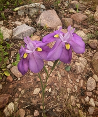 Moraea bipartita