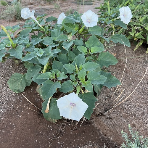 Datura discolor, photograph 4