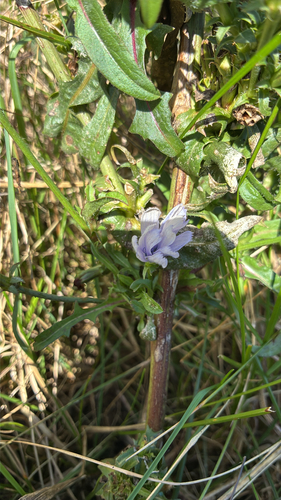 chicory