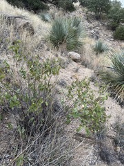 (c) Matt Berger, some rights reserved (CC BY) Guardiola platyphylla, photograph (c) Matt Berger, some rights reserved (CC BY)