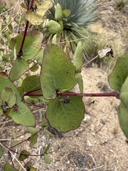Guardiola platyphylla