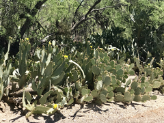 Opuntia lindheimeri
