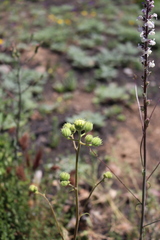 Chaenactis artemisiifolia