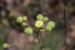 Chaenactis artemisiifolia