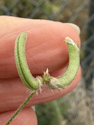 Astragalus nuttallianus, photograph 2