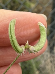 Astragalus nuttallianus, photograph (c) Matt Berger, some rights reserved (CC BY)