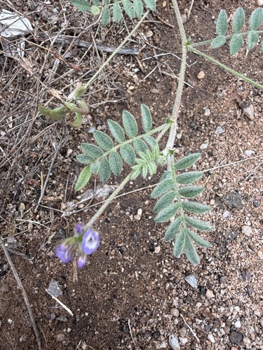 Astragalus nuttallianus
