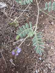 Astragalus nuttallianus