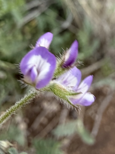 Astragalus nuttallianus, photograph 3