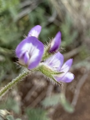 Astragalus nuttallianus, photograph (c) Matt Berger, some rights reserved (CC BY)