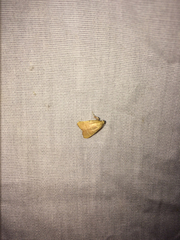 Parachma ochracealis