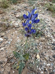 Lupinus sparsiflorus