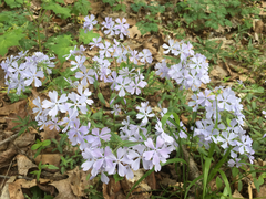 Phlox divaricata divaricata