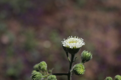 Chaenactis artemisiifolia