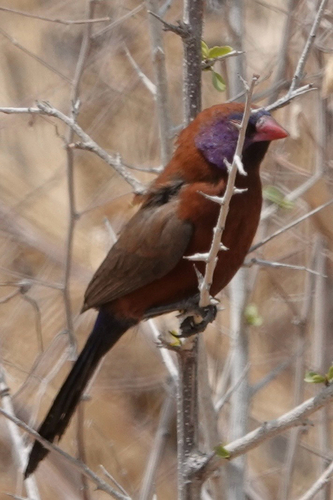 iNaturalist image