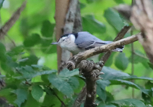White-breasted Nuthatch