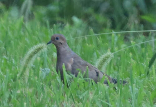 Mourning Dove