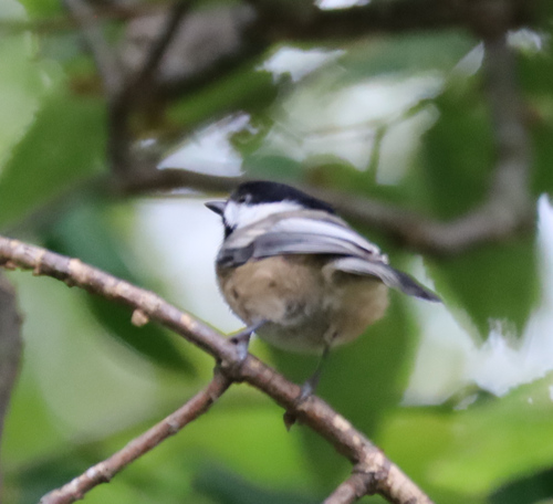 Black-capped Chickadee