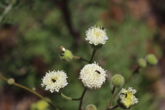 Chaenactis artemisiifolia