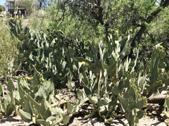 Opuntia lindheimeri