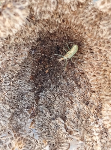 Leafhopper Assassin Bug