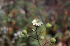 Chaenactis artemisiifolia