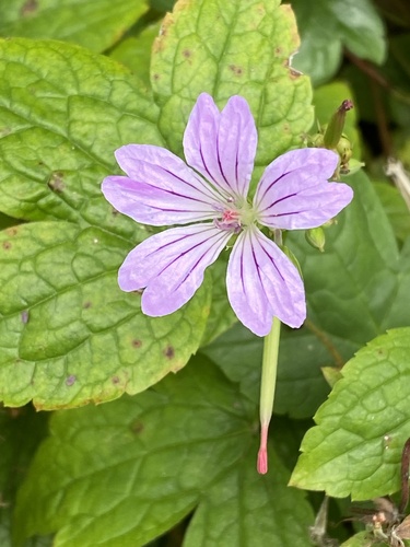 Geranium nodosum, photograph 2