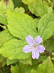 Geranium nodosum, photograph (c) rmjb, some rights reserved (CC BY)