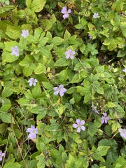 Geranium nodosum, photograph (c) rmjb, some rights reserved (CC BY)
