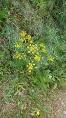 Elaeoselinum asclepium