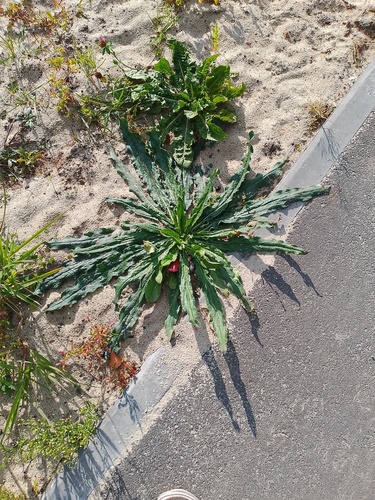 viper's-bugloss