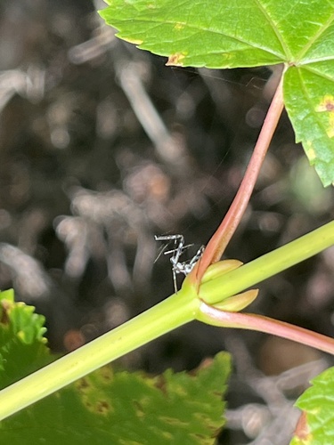 Four-spurred Assassin Bug