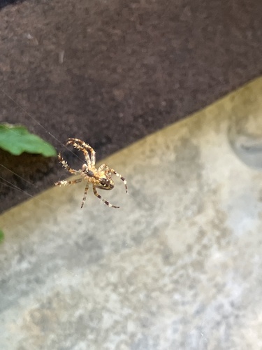 Cross Orbweaver