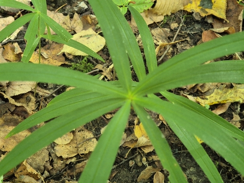 Polygonatum verticillatum, photograph 1