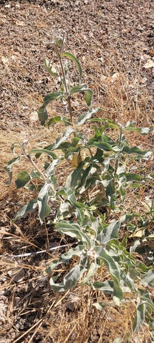 woollypod milkweed