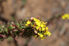 Camissoniopsis hirtella