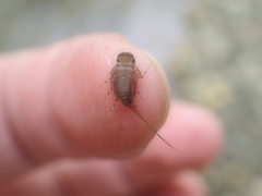 Maccaffertium modestum