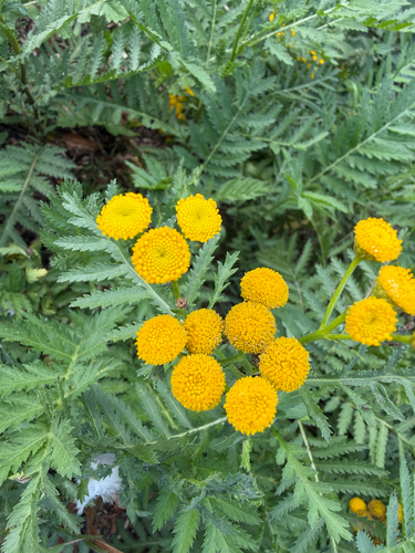tansy