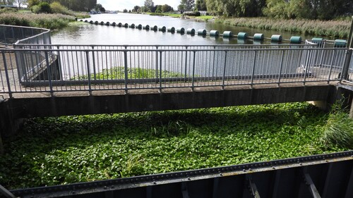 Hydrocotyle ranunculoides, photograph 3