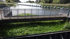 Hydrocotyle ranunculoides, photograph (c) Nicola Crockford, some rights reserved (CC BY)