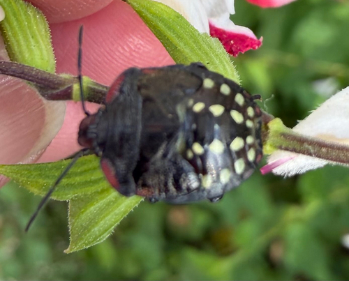 Southern Green Stink Bug