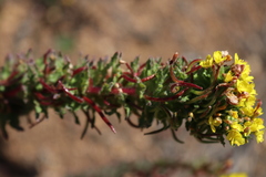 Camissoniopsis hirtella