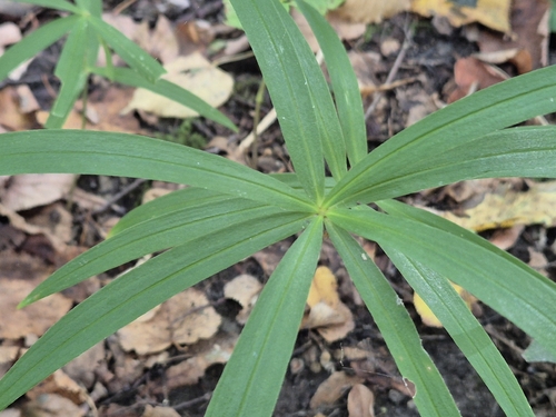 Polygonatum verticillatum, photograph 2