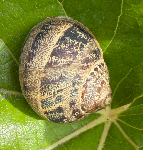 Garden Snail