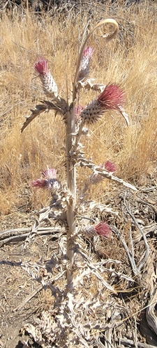 Cobwebby Thistle