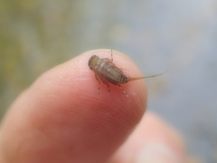 Maccaffertium modestum