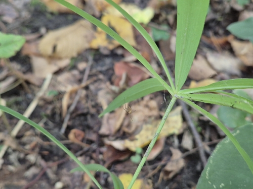 Polygonatum verticillatum, photograph 4